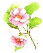 Camellia