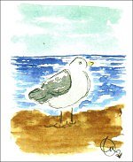 Sea Gull