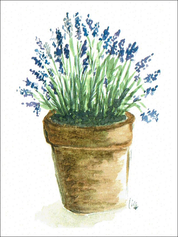 Pot of Lavender